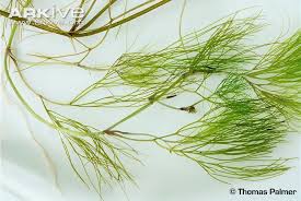 Attēlu rezultāti vaicājumam “Stuckenia pectinata”