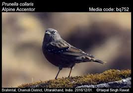 Image result for Prunella collaris