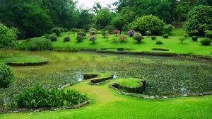 Image result for шри ланка королевский ботанический сад