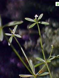 Attēlu rezultāti vaicājumam “Galium trifidum”