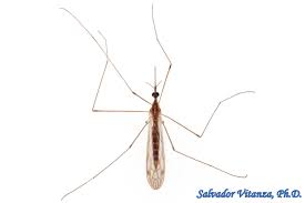 Attēlu rezultāti vaicājumam “Limoniidae”