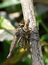 Attēlu rezultāti vaicājumam “Asilidae”