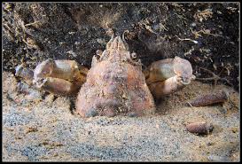 Image result for Hyas araneus