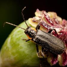 Attēlu rezultāti vaicājumam “Cantharis obscura”