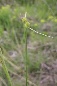Attēlu rezultāti vaicājumam “Carex lepidocarpa”