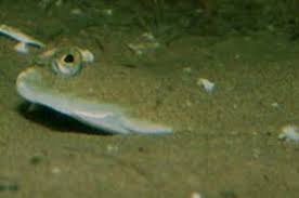 Image result for Limanda limanda