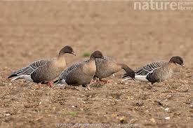 Attēlu rezultāti vaicājumam “Anser brachyrhynchus adult”