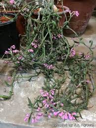 Attēlu rezultāti vaicājumam “Diderma montanum var. album stalked”