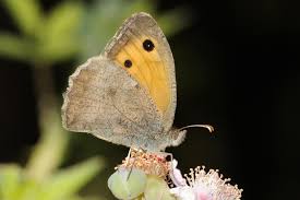 Attēlu rezultāti vaicājumam “Hyponephele lycaon”