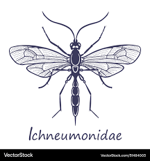 Attēlu rezultāti vaicājumam “Ichneumonidae”