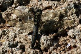 Attēlu rezultāti vaicājumam “Orthetrum cancellatum”