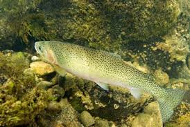Image result for Oncorhynchus clarkii