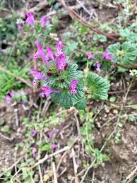 Attēlu rezultāti vaicājumam “Lamium amplexicaule”