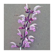 Image result for Salvia pratensis `Rose Rhapsody