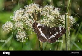 Attēlu rezultāti vaicājumam “Limenitis camilla upperside”