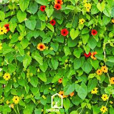 Image result for Thunbergia alata