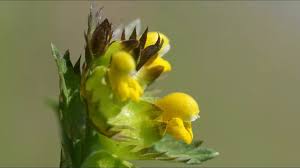 Attēlu rezultāti vaicājumam “Rhinanthus minor leaf”