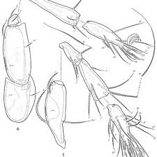 Attēlu rezultāti vaicājumam “Scardia boletella exuvia”