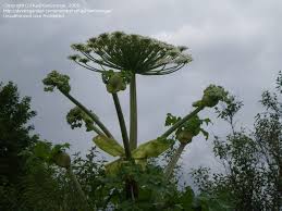 Attēlu rezultāti vaicājumam “Heracleum sosnowskyi flower”
