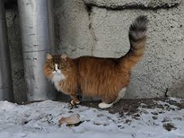 Attēlu rezultāti vaicājumam “Felis silvestris catus juvenile”