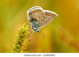 Attēlu rezultāti vaicājumam “Eumedonia eumedon”