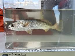 Image result for Cynoscion regalis