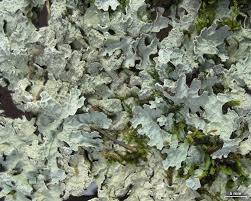 Attēlu rezultāti vaicājumam “Parmelia submontana”