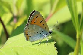 Attēlu rezultāti vaicājumam “Lycaena dispar”