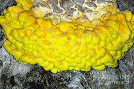 Attēlu rezultāti vaicājumam “Laetiporus sulphureus”