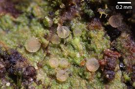 Attēlu rezultāti vaicājumam “Coenogonium pineti”