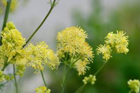 Attēlu rezultāti vaicājumam “Thalictrum flavum flower”