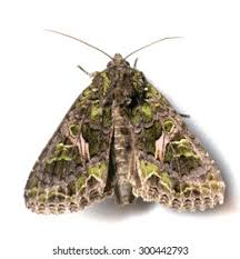 Attēlu rezultāti vaicājumam “Trachea atriplicis”