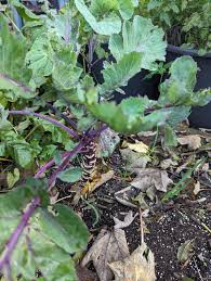 Image result for Taunton Deane