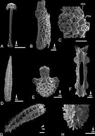 Attēlu rezultāti vaicājumam “Ophiotheca sp.”