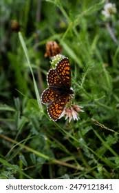 Attēlu rezultāti vaicājumam “Melitaea phoebe”