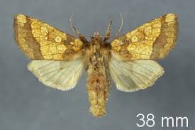 Attēlu rezultāti vaicājumam “Gortyna flavago”