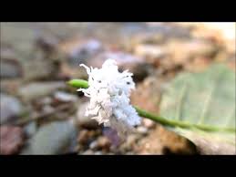 Attēlu rezultāti vaicājumam “Eriocampa ovata larva”
