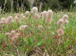 Attēlu rezultāti vaicājumam “Trifolium arvense”