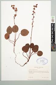 Attēlu rezultāti vaicājumam “Pyrola rotundifolia”