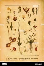 Attēlu rezultāti vaicājumam “Subularia aquatica leaf”