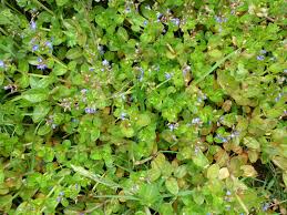 Attēlu rezultāti vaicājumam “Veronica beccabunga”