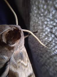 Attēlu rezultāti vaicājumam “Smerinthus ocellata”