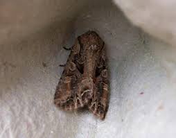 Attēlu rezultāti vaicājumam “Lacanobia suasa”