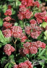 Attēlu rezultāti vaicājumam “Astrantia major”