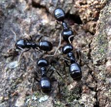 Attēlu rezultāti vaicājumam “Lasius fuliginosus”