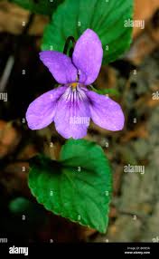 Attēlu rezultāti vaicājumam “Viola reichenbachiana leaf”
