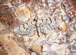 Attēlu rezultāti vaicājumam “Eupithecia venosata”