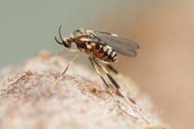 Attēlu rezultāti vaicājumam “Lasioptera rubi”