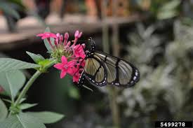 Attēlu rezultāti vaicājumam “Aphis confusa”