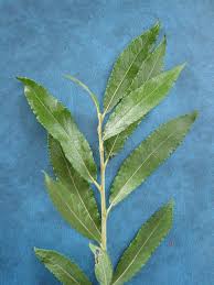 Attēlu rezultāti vaicājumam “Salix triandra leaf”